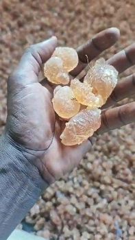 Gum Arabic Hashab Acacia Raw/Grade One Dry & Cleaned - Amigo General Trade Co.LTD - South Sudan