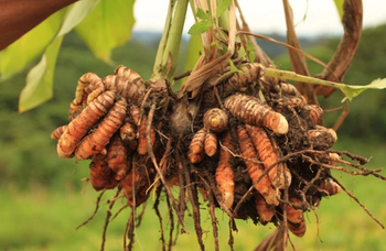 Premium Turmeric - Love Nature Pvt.Lmt - Sri Lanka