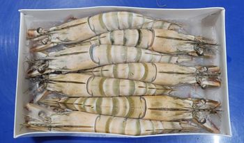 Sea Caught Shrimps - Farm Raised Shrimps - Squid - Cuttlefish - Tuna - Octopus - Pomfret - Grouper - King Fish - Sardine - Indian Mackerel - North East Trade Wings - India