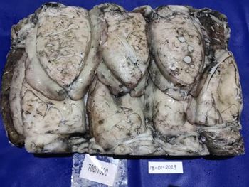 FROZEN BABY CUTTLEFISH WHOLE & CUTTLEFISH WHOLE & WHOLE CLANED - KUBER SEA FOODS - India