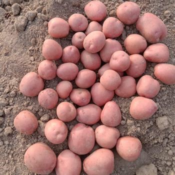 Local red round potatoes Product Type Fruits & Vegetables, Other Features Gluten-Free, Lactose-Free, Organic - ms/ sb traders - Bangladesh