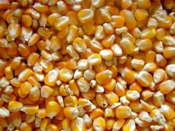 Organic Yellow Corn/Maize for Animal & Poultry Feed White Corn Sweet Corn for Human Consumption - AGRONOVA - United States