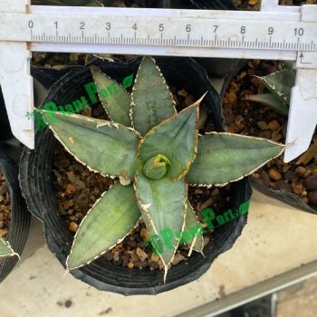Fresh Agave Titanota Werewolf Live Plants for Export Wholesale Supplier Nursery - Xiamen Plant-Port Technology Co., Ltd. - China
