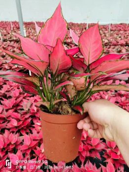 Indoor Ornamental Plants Chinese Red Aglaonema Potted Plant with Nursery Whole Sale Price - ZHANJIANG ORIENT GARDENING CO., LTD. - China