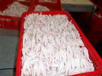 Halal Chicken Feet / Frozen Chicken Paws Brazil / Cut feet Fat Content low Quality grade A Meat Content Other Shelf Life 24 months - MT Trading GmbH - Germany