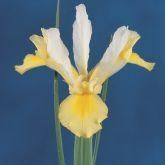 Product - BOOTS FLOWERBULBS B.V - Global
