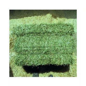 Cheap Top Quality Alfalfa Hay for Animal Feeding Stuff Alfalfa hay/Timothy hay - GOLDEN STAR BV - South Africa