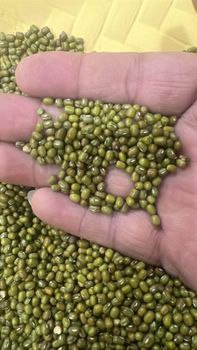 MOONG BEANS – product photo, Whole Moong Beans products found from trusted suppliers, wholesalers, manufacturers & exporters Listing