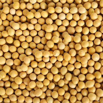 Premium Organic Soybeans – Non-GMO High Protein Food Grade Bulk Supply ready for delivery - FK GLOBAL TRADING - Netherlands
