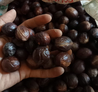 Nutmeg from PT. Dwitama Putra Sejahtera Nutmeg - PT. Dwitama Putra Sejahtera - Indonesia