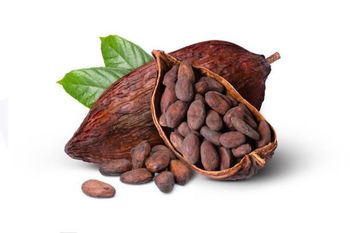 dried cocoa beans 9 % Moisture from JAIR dried cocoa beans 9 % Moisture - JAIR - United States