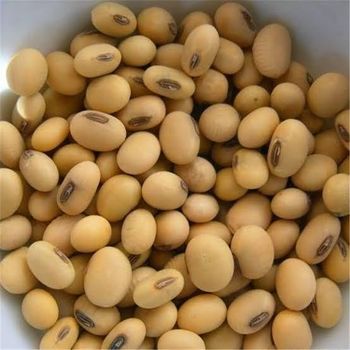 Soya bean - Melchizedek limited company - Zambia