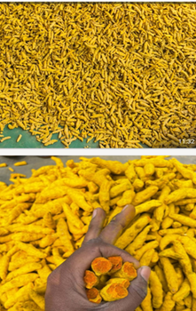 Whole Turmeric Finger Nizamabad Variety - Sadru Foods - India