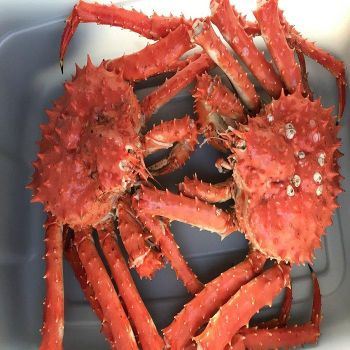 Frozen Whole King Crabs and Crab Legs In Stock Ready to Buy Now with Wholesale Seafood Deals and Express Delivery
