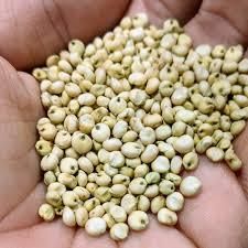 Top Quality Sorghum For Sale Drying Process Sun dry Place of Origin Tanzania Protein Content Minimum Of 7.0%% Moisture Content Maximum Of 13.0%% - 14.5%% - Starmark Company Limited - Tanzania