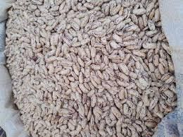 Organic Pinto Beans Sugar Beans / Kidney Beans / Red Kidney Beans - Thai Agri Company - Thailand
