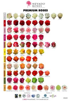Fresh Roses Color Vibrant Stem Length Long Vase Life Extended Supply Frequency Weekly Order Customization Tailored - Nevado Roses Ecuador - Ecuador