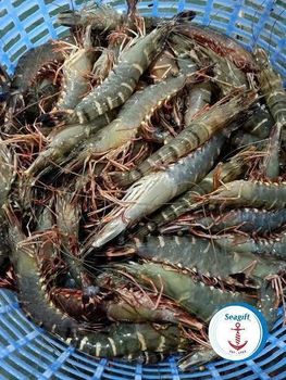 Premium Indian Frozen Black Tiger Shrimp – Export-Quality Penaeus Monodon, IQF Frozen Seafood for Wholesale and Internat - Fresh Produce LN - Australia