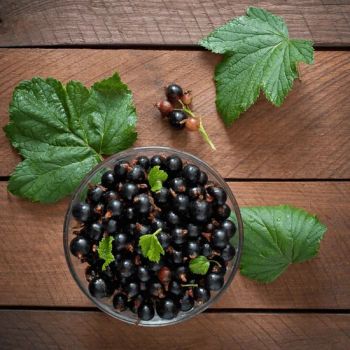 Organic Wholesale High Quality IQF Fruit Black Currant Frozen Blackcurrant - Shanxi Jiemaotong Import and Export Co., Ltd - China