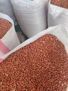 Groundnut from Kk transport & logistics Groundnut - Kk transport & logistics - Italy