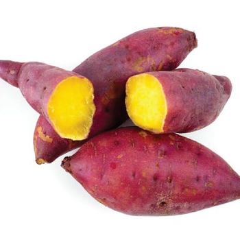 Hot Sale High Quality Japanese Purple Fresh Sweet Potatoes Farm Factory from Vietnam- whatsapp 0084 989 322 607 from Sunrise Ins Group Hot Sale High Quality Japanese Purple Fresh Sweet Potatoes Farm Factory from Vietnam- whatsapp 0084 989 322 607 - Sunrise Ins Group - Vietnam
