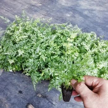 Wholesale Pteris Ensiformis Fern Tray/Plug Seedling All Kinds of Fern for Sale - Xiamen Friendship Bridge Co., Ltd. - China