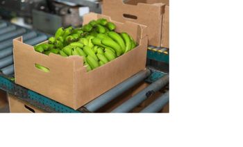 Canvish Banana from green gate asia lanaka pvet limited Canvish Banana – product photo, Fresh Banana Leaf products found from trusted suppliers, wholesalers, manufacturers & exporters Listing