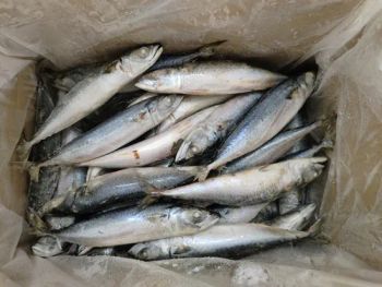 Pacific Mackerel Whole Round Fish Manufacturer Frozen Chub Mackerel Saba Fish Scomber Japonicus 200-300g - Shishi Zhengyuan Aquatic Product Science&Technology Development Co., Ltd. - China