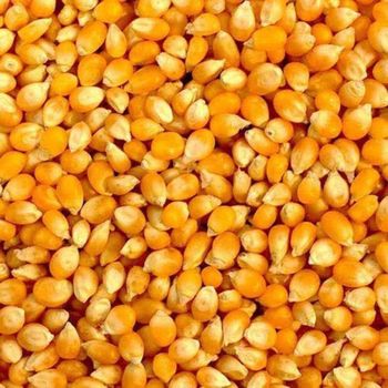 Best Selling High Grade Non-GMO Yellow Maize Corn, White Maize Corn and Organic Dried Maize Corn. Wholesale Pricing.. - AGRONOVA - United States