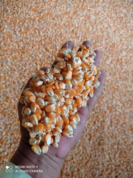Corn - GLN TRADE IN PRIVATE LIMITED - India