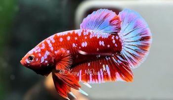 bettafish Color Vibrant Health Condition Strong Survival Rate Excellent Color Stability Excellent Fin Structure Long - Bettara Aquatic - Indonesia