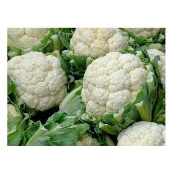 Europe  export fresh vegetable cultivated fresh cauliflower for sale -  CALIPSO POLSKA SP Z OO  - Poland