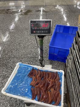 Premium Frozen Herring Fish Whole Round Export Quality Rich Natural Nutrition For International Seafood Supply Markets - TOSOH INTERNATIONAL - South Africa