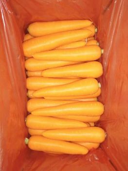 Fresh CarrotRed Organic Carrots for Sale Export Maldives - Banyen Inter Corp - Thailand
