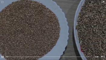 BETEL NUTS from ARIF TRADING CORPORATION BETEL NUTS - ARIF TRADING CORPORATION - Bangladesh
