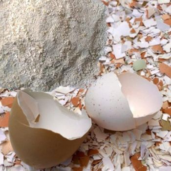 Egg Shell Powder Export Quality Natural Calcium Source for Agriculture and Industrial Buyers - S-SQUAD - France