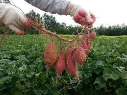 Fresh Sweet Potatoes - Mitra Indowooyang - Indonesia