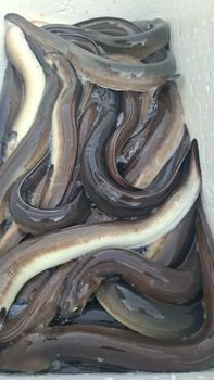 Bicolor eel - PT KRK KREASI SEMESTA - Indonesia