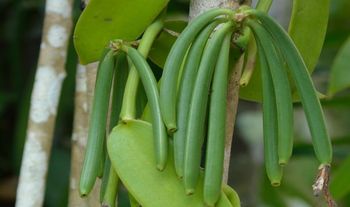 Vanilla Beans – product photo, Tahitian Vanilla Beans products found from trusted suppliers, wholesalers, manufacturers & exporters Listing