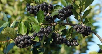 Organic aronia certified by Ecocert - aronyatepe - Turkey