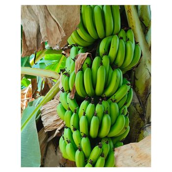 Most selling Premium Quality Fresh Bananas from Indian Supplier Buy Now at Affordable Price – product photo, Fresh Indian Mangoes products found from trusted suppliers, wholesalers, manufacturers & exporters Listing
