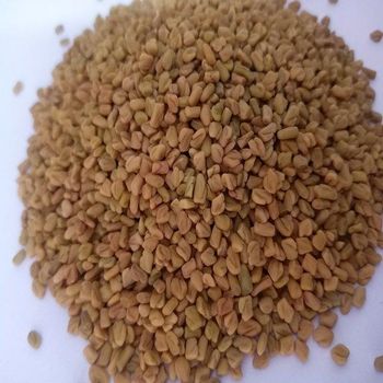 Premium Wholesale Fenugreek Seeds – Naturally Sourced, Carefully Cleaned, High-Quality Spice for Culinary, Medicinal, and Industrial Use, Packed for Bulk Supply, Ideal for Global Distribution, Ensuring Fresh Aroma, Strong Flavor, Consistent Grade, and Reliable Export Quality Standards for Food Manufacturers, Retailers, and Herbal Product Producers Worldwide with strict quality control and customizable packaging options available - agroturaspzoo - Poland