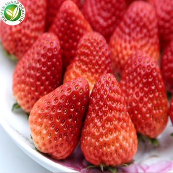 IQF Wholesale bulk organic whole fruit pulp quick frozen strawberry of importers price per ton - Xiamen Sharp Dragon International Trading Co.,Ltd - China