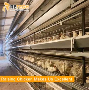 Automatic Poultry Farm Equipment Chicken Coop Sale for Laying Hens - SHANDONG FARMING PORT GROUP CO., LTD - China