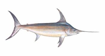 FROZEN SWORDFISH Shelf Life 2 YEARS Packaging RUNNING WEIGHT Packing Method Running Weight Pricing Basis Nwnc/ Nwfc/ Fwnc/ Fwfc - Netfish India - India