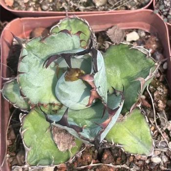 Blue Whale Agave Titanota Hakug Live Nursery Real Plant Rare Succulent Bonsai - Xiamen Plant-Port Technology Co., Ltd. - China