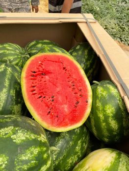 Watermelon Variety Escatta. Packaging 4 Pieces. 20 Kg Standard carton. Color Green Skin, Red Flesh with black - Cix For Export - Egypt