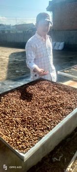 Indonesian Robusta Green Coffee Beans Grade 1 - PT INDO KARYA HAFAL SANGGOLO - Indonesia