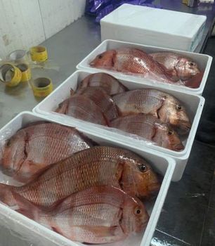 FRESH FROZEN SNAPPER PARGO 500g-1Kg MEDIUM SIZE EXPORT QUALITY SEAFOOD RED SNAPPER 15Kg Cartons FOR SALE - Sosa Merchant Solutions - Austria
