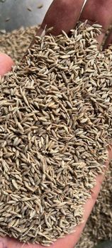 Cumin seed - SRI GOVERDHAN - India